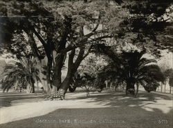 Jackson Park Original Photograph