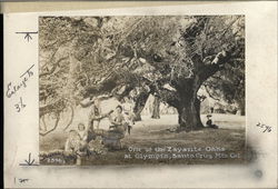 Zayante Oaks - Santa Cruz Mountains Olympia, CA Original Photograph Original Photograph Original Photograph