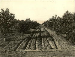 Fruit Orchard Fruit Orchard