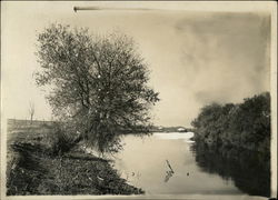 Tree Along River Original Photograph