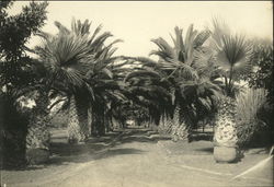 Royal Palm Lined Street Royal Palm Lined Street