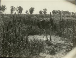 Ostrich Hen Turning Eggs Original Photograph