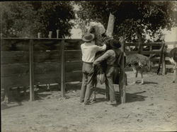 Plucking the Ostrich, Pan-American Ostrich Co. Original Photograph
