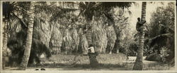 Coconut Grove Original Photograph