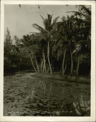 One of the Lagoons Kapioluni Park, HI Original Photograph Original Photograph Original Photograph