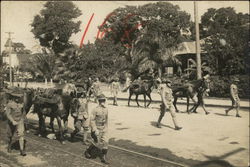 Military Marching with Horses Honolulu, HI Original Photograph Original Photograph Original Photograph