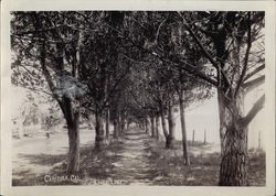 Lover's Lane Capitola, CA Original Photograph Original Photograph Original Photograph