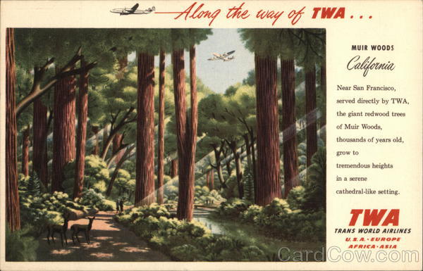 TWA Redwood Tree Grove, Muir Woods Mill Valley California