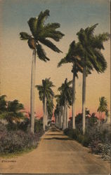 An Avenue of Royal Palms Leading Down to the Bay in Florida Postcard