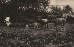 Scene Around Middletown, New York Postcard