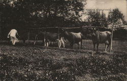 Scene Around Middletown, New York Cows & Cattle Postcard Postcard Postcard