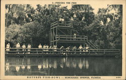 Natural Aquarium Homosassa Springs, FL Postcard Postcard Postcard