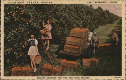 Flamingo Orange Groves, Picking Oranges for You and Your Friends Flamingo Orange Groves, Picking Oranges for You and Your Friends