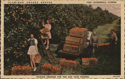 Flamingo Orange Groves, Picking Oranges for You and Your Friends Fort Lauderdale, FL Postcard Postcard Postcard