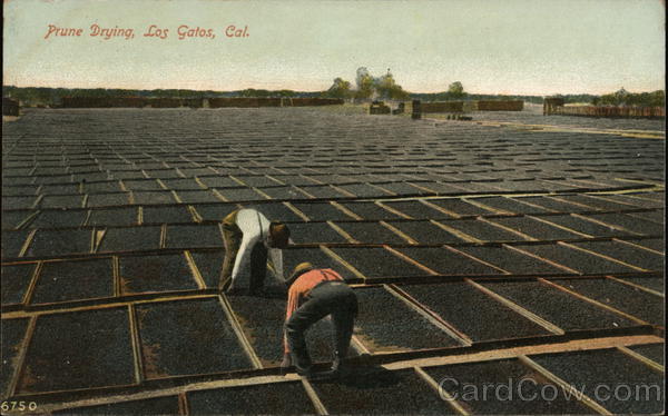 Prune Drying Los Gatos California