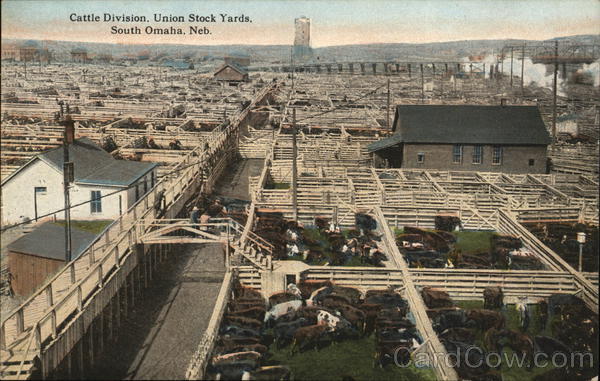 Cattle Division, Union Stock Yards South Omaha Nebraska