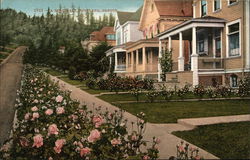 A Rose Walk A Rose Walk