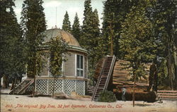 The Original Big Tree, 32 Feet Diameter Postcard