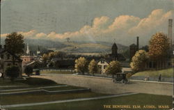 The Sentinel Elm Postcard