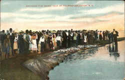 Drawing the Seine, Isle of Palms Charleston, SC Postcard Postcard Postcard