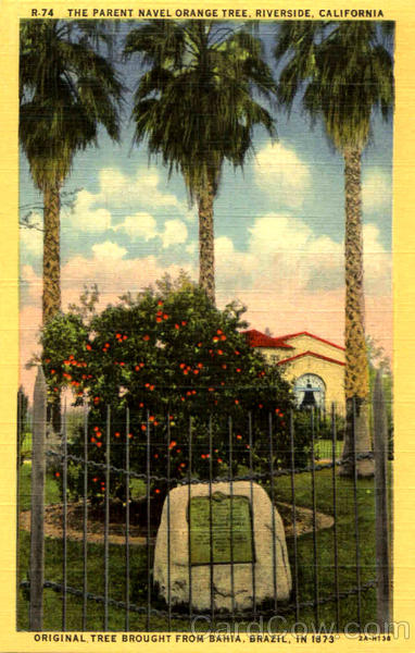 The Parent Navel Orange Tree Riverside California