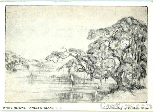 White Herons Pawleys Island South Carolina