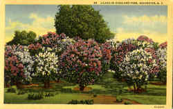 Lilacs In Highland Park Postcard