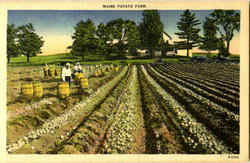 Maine Potato Farm Scenic, ME Postcard Postcard