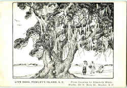 Live Oaks Postcard