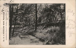 A Woodland Road Postcard