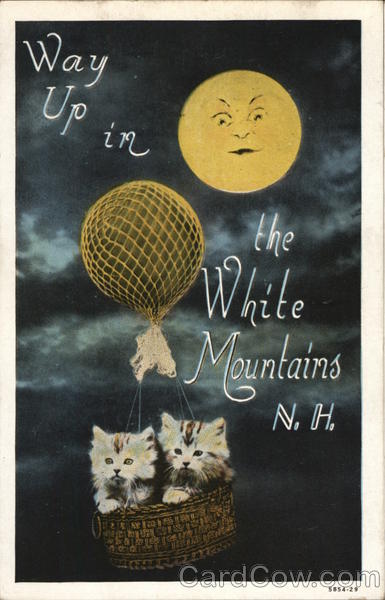 Way Up In the White Mountains N.H. Cats