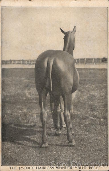 The $25,000 Hairless Wonder, Blue Bell Horses