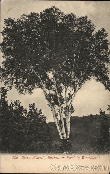The Seven Sisters, Birches on Road to Wachusett Fitchburg Massachusetts