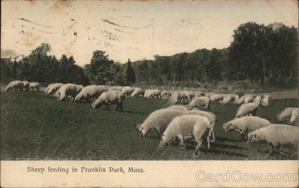 Sheep Feeding Franklin Park Massachusetts
