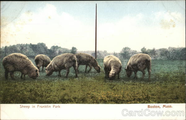 Sheep in Franklin Park Boston Massachusetts