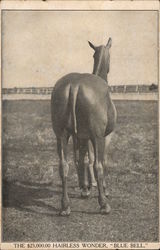 The $25,000 Hairless Wonder, "Blue Bell" The $25,000 Hairless Wonder, "Blue Bell"