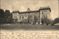 Cornell University - State Veterinary College Postcard