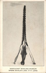 Sperm Whale's Jaw. 17 Ft. Long, Nantucket Whaling Museum Massachusetts Postcard Postcard Postcard