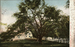 Lafayette Tree Postcard