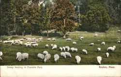 Sheep Feeding in Franklin Park Postcard