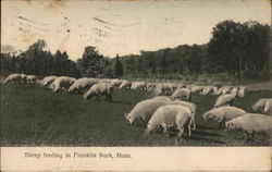 Sheep Feeding Postcard