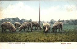 Sheep in Franklin Park Postcard