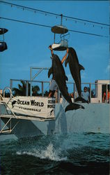 Dolphins at Ocean World Postcard