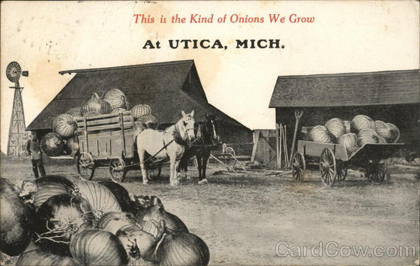 This is the Kind of Onions We Grow In... Utica Michigan