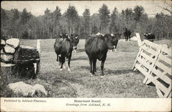 Homeward Bound Ashland, NH Postcard Postcard Postcard