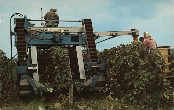 Concord Grape Picker Farming