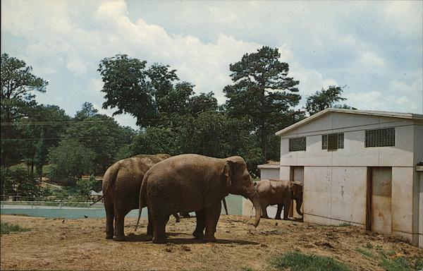 Elephants at Grant Park Zoo Atlanta Georgia