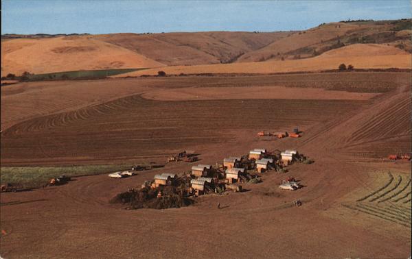 Pea Harvest in the Pacific Northwest Walla Walla Washington