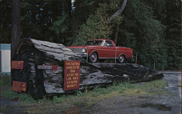 Drive on Log, near Shrine Tree Myers Flat California
