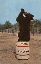 Ebony Black Bear, Clark's Trading Post North Woodstock, NH Postcard Postcard Postcard